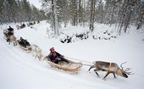 Reindeer Sleigh ride in Rovaniemi - ©Visitrovaniemi.fi