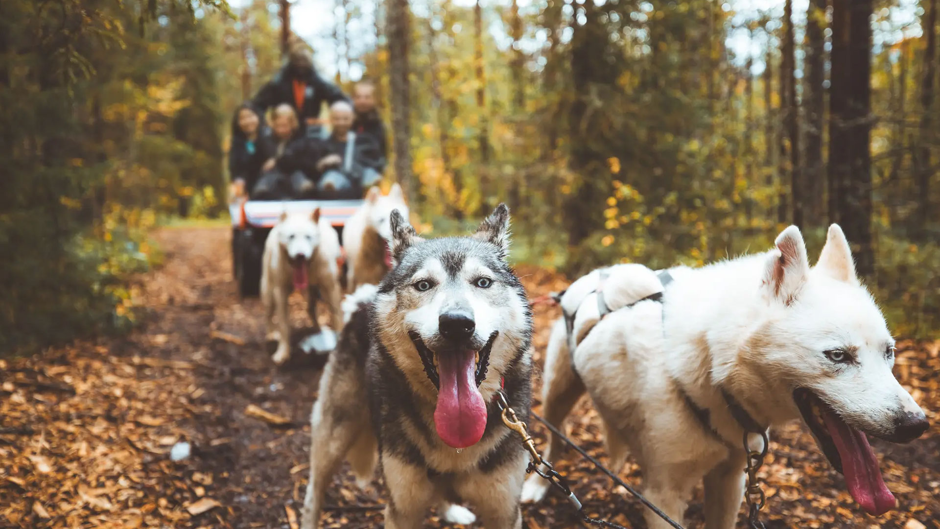 autumn husky ride on wheels ©apukka resort rovaniemi lapland finland kopio