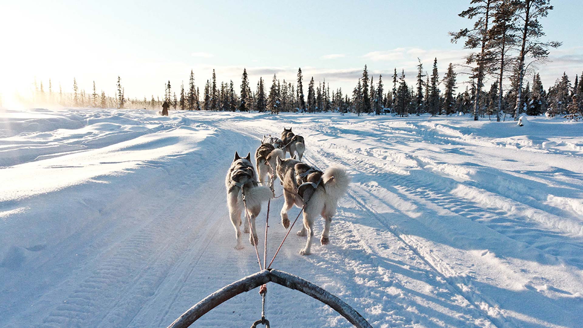 dog sled tour kiruna