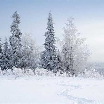 Forest in Lapland