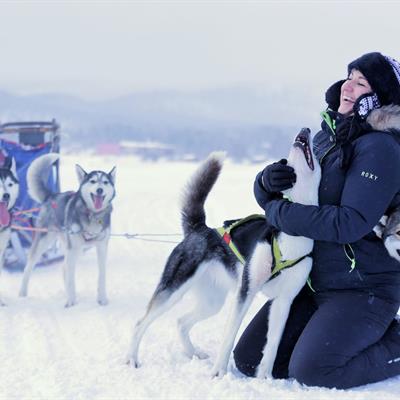 Huskies in Lapland