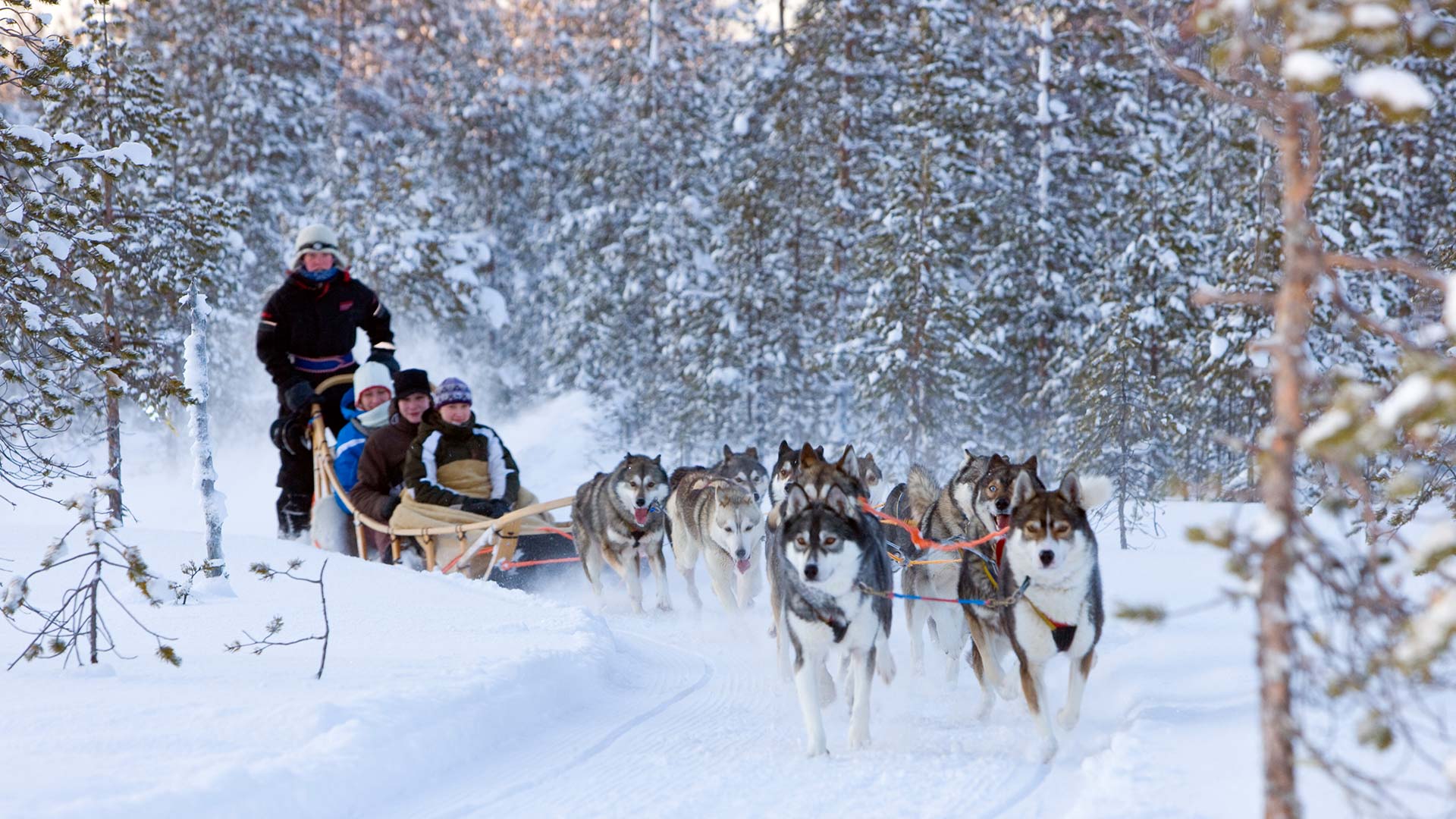 Husky Tour in Rovaniemi - ©Visitrovaniemi.fi