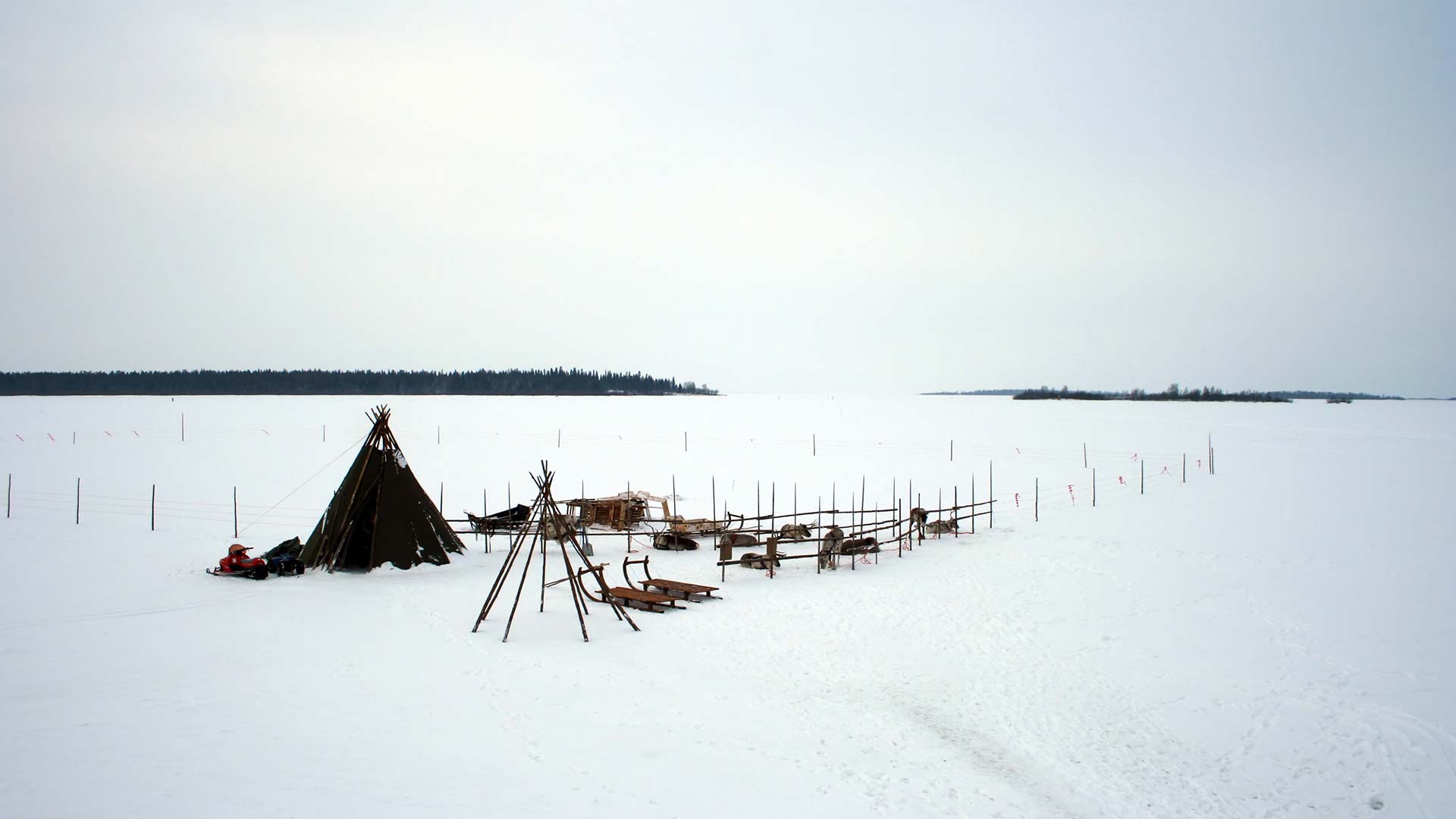 Sami Tent and Reindeers