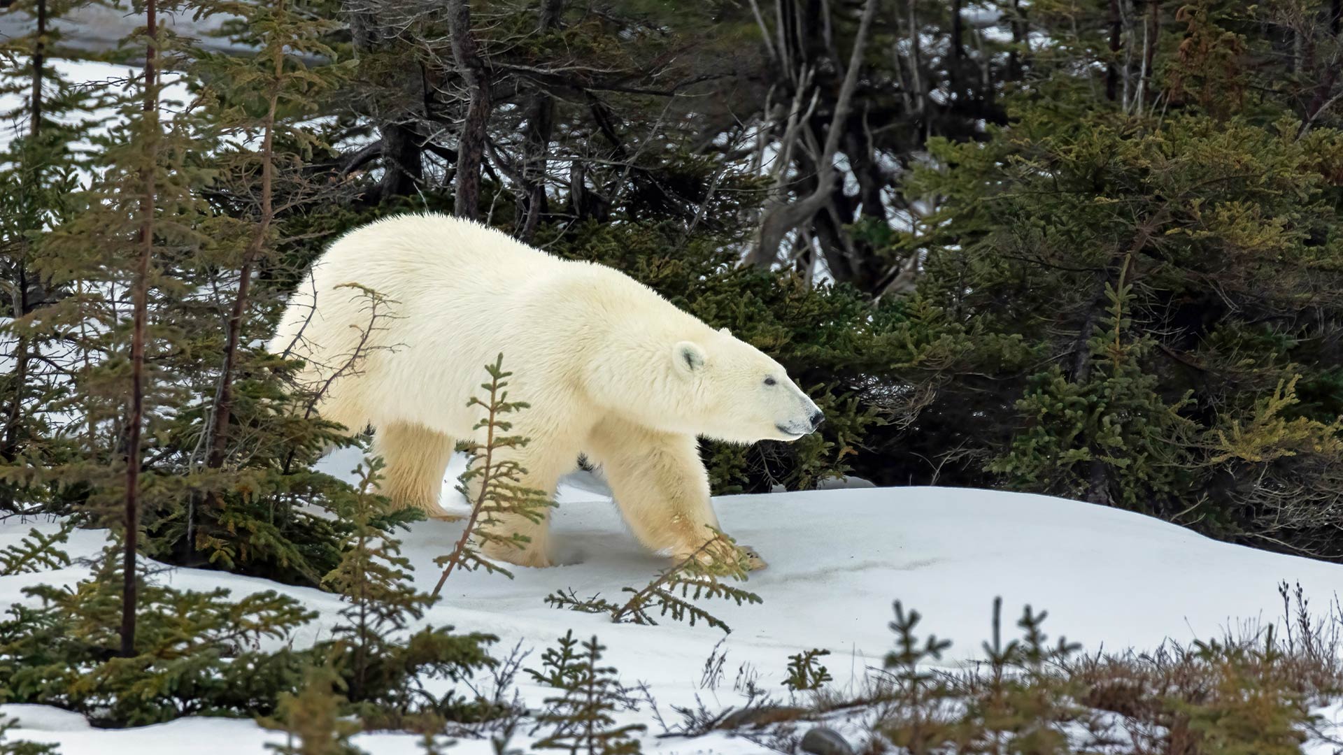 polar bear in woods